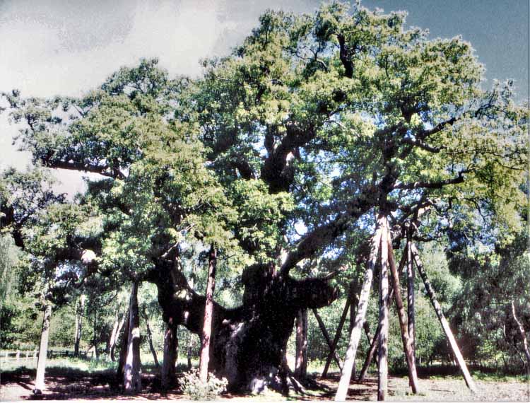 Giant Oak